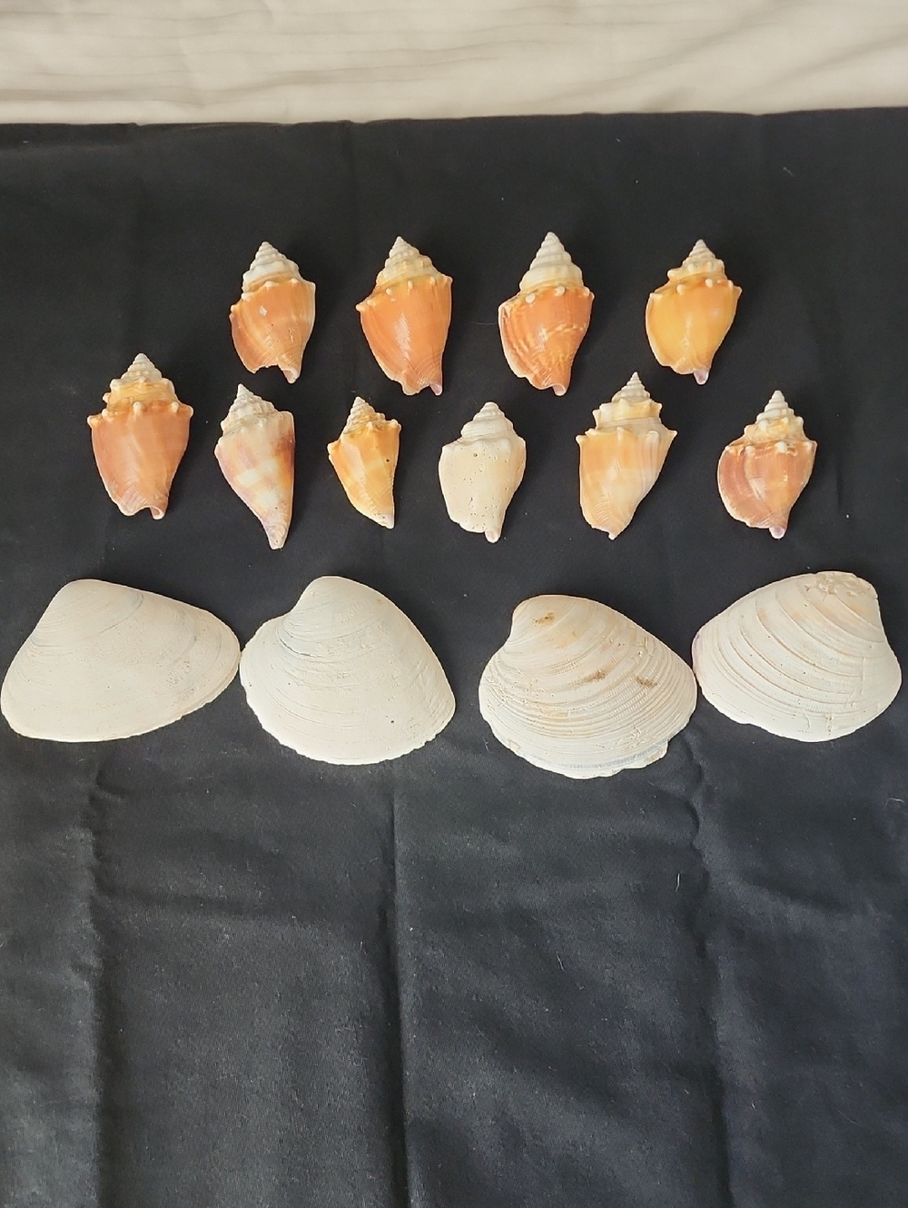 Mixed Orange Conical and Cream Clam Seashells - Decorative Set